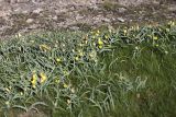 Tulipa lemmersii