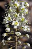 Eremurus lactiflorus