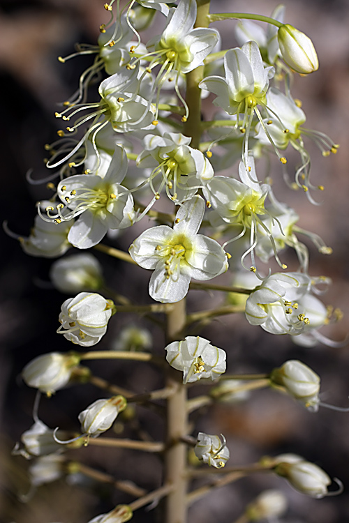 Изображение особи Eremurus lactiflorus.