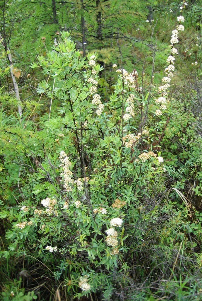 Image of Spiraea alpina specimen.