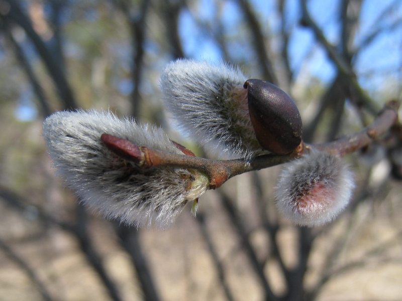Изображение особи Salix caprea.