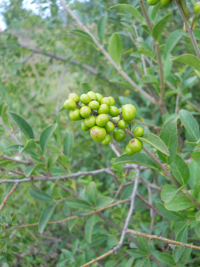 Image of Ligustrum vulgare specimen.