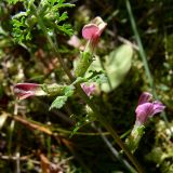 Pedicularis palustris. Верхушка цветущего растения. Свердловская обл., окр. г. Североуральск, южная окраина Колонгинского водохранилища, болото. 30.07.2012.