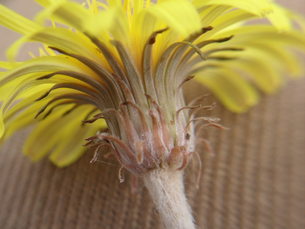 Изображение особи Taraxacum serotinum.