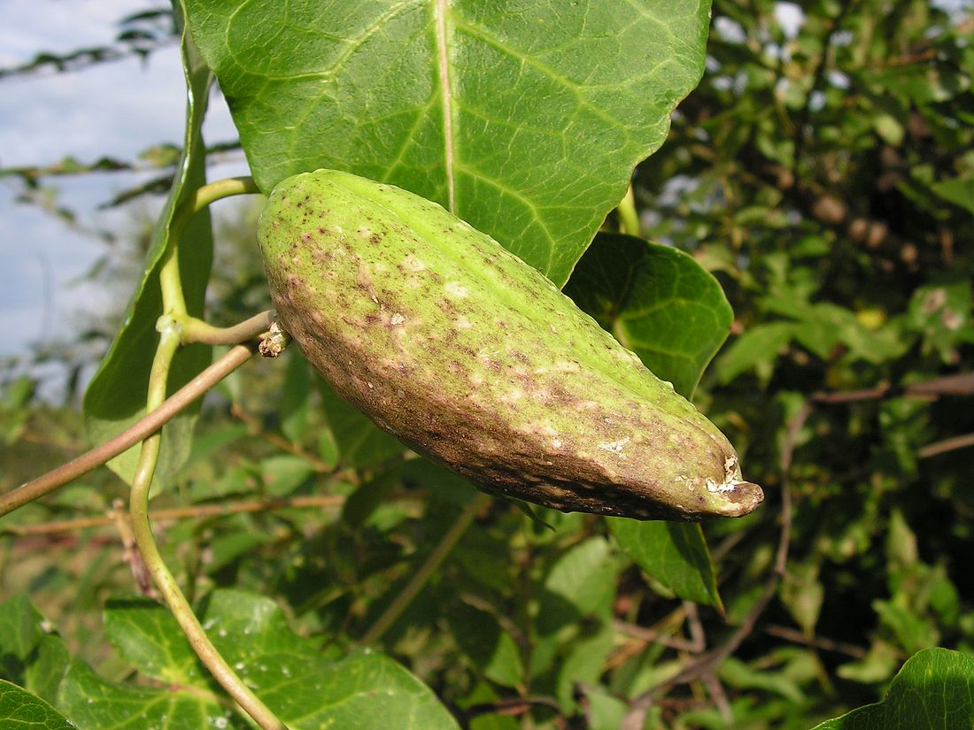 Image of Metaplexis japonica specimen.