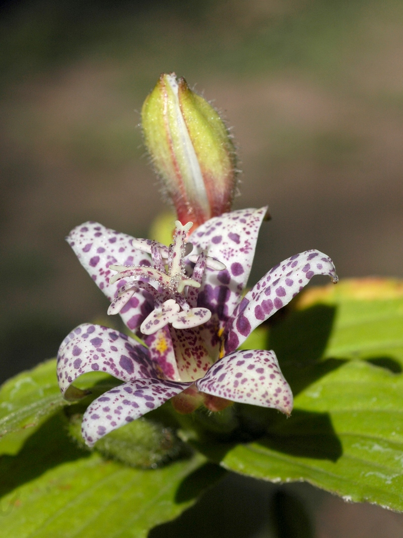 Изображение особи Tricyrtis hirta.