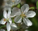 Malus domestica