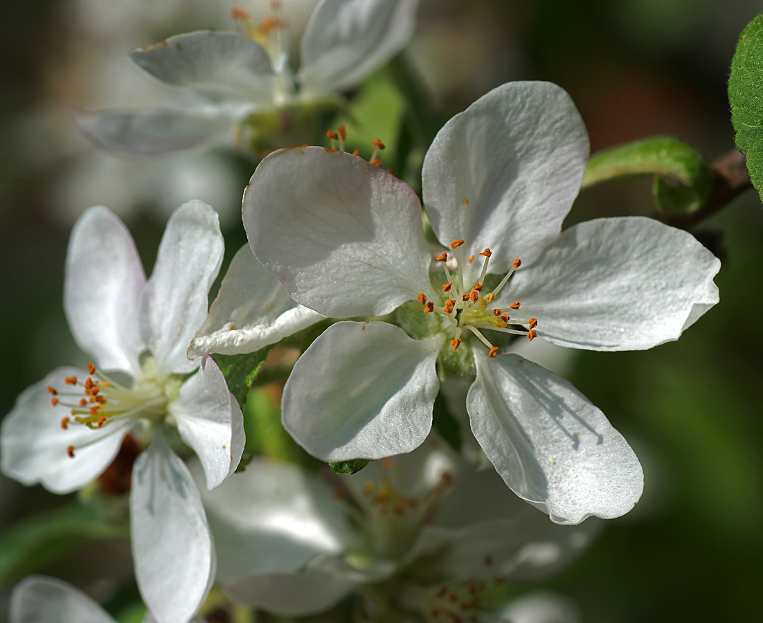 Изображение особи Malus domestica.