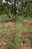 Cirsium serrulatum. Цветущее растение. Ростовская обл., Неклиновский р-н, Николаевское с/п дол. р. Миус. 17.07.2012.