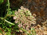 Daucus carota ssp. hispanicus