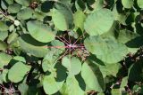 Cotinus coggygria
