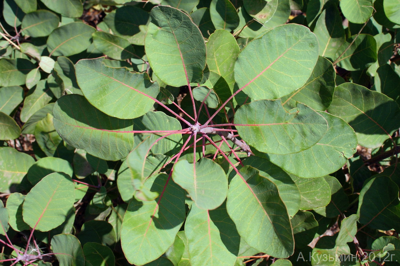 Image of Cotinus coggygria specimen.