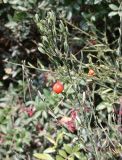Osyris alba. Верхушка плодоносящего растения. Israel, Mount Carmel. 07.09.2008.