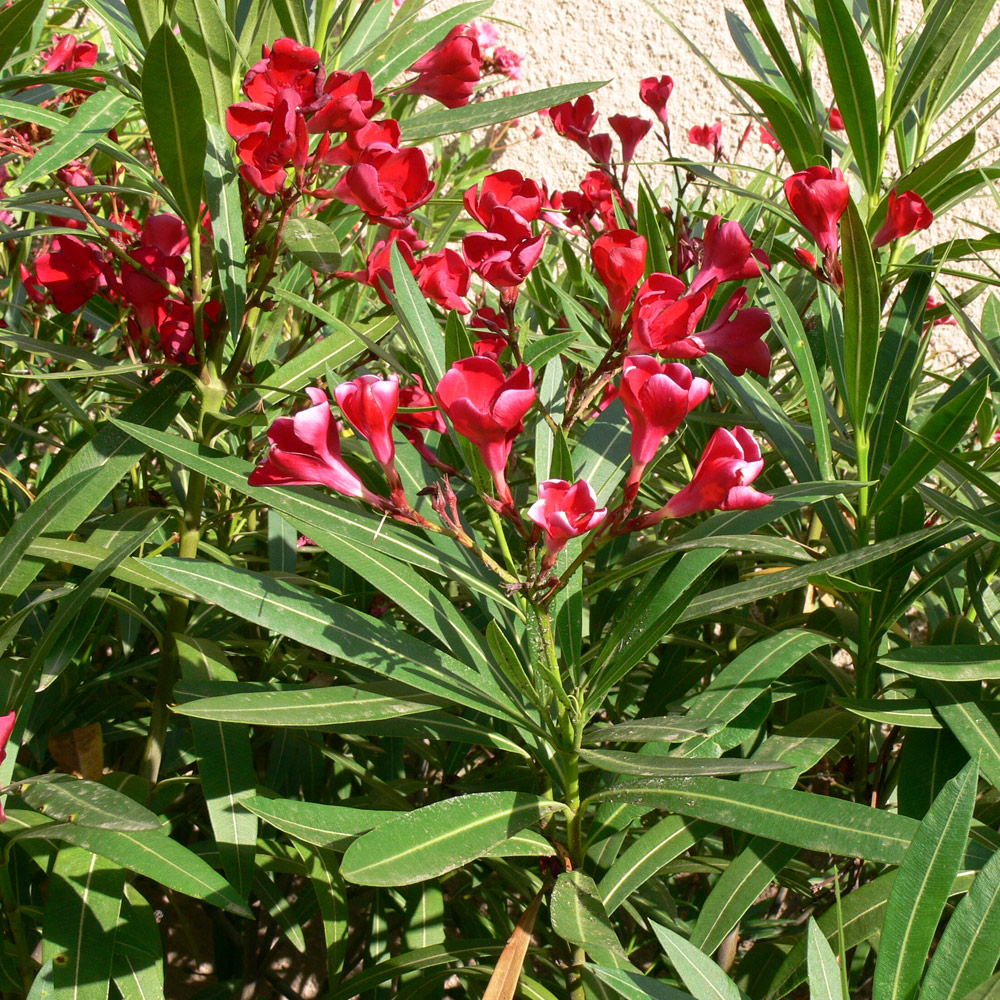 Изображение особи Nerium oleander.