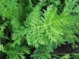 Artemisia laciniata. Лист. Иркутская обл., г. Бодайбо, правый борт долины р. Витим, зарастающая техногенная площадка среди луга (старый огород). 10.07.2012.