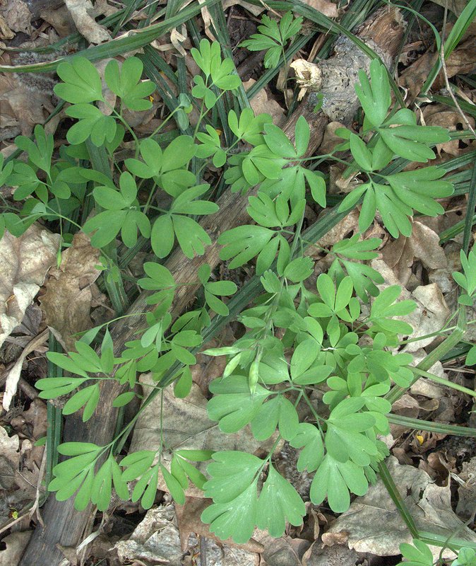 Изображение особи род Corydalis.