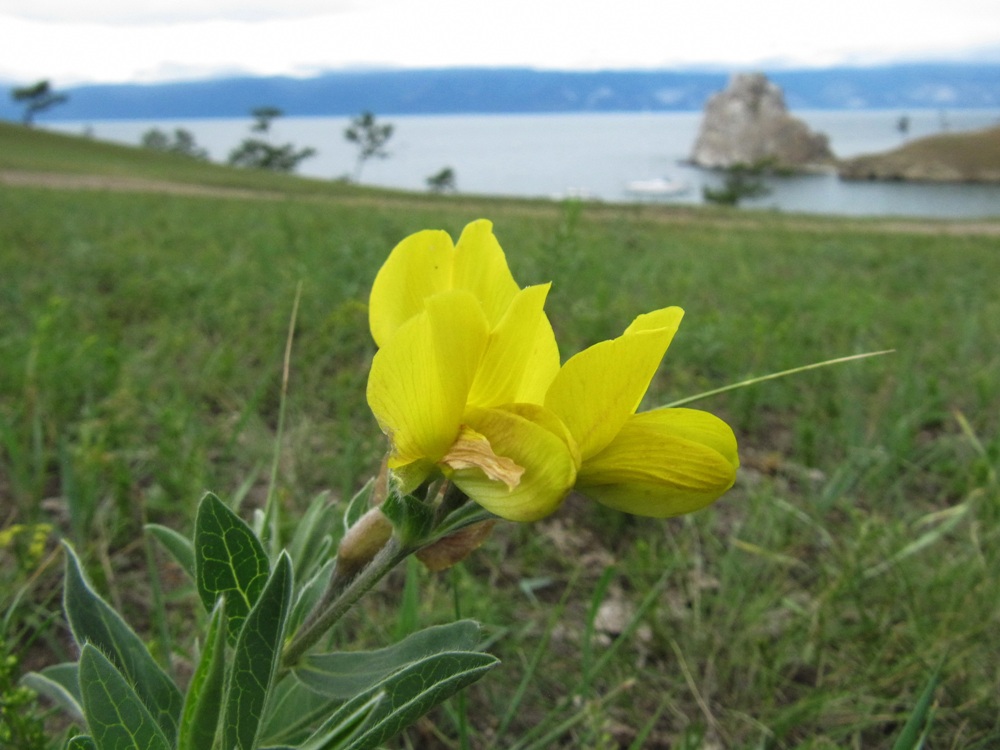 Image of Thermopsis lanceolata specimen.