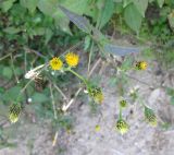 Bidens pilosa. Верхушка отцветающего растения. Израиль, г. Беэр-Шева, сорняк в живой изгороди. 26.01.2013.