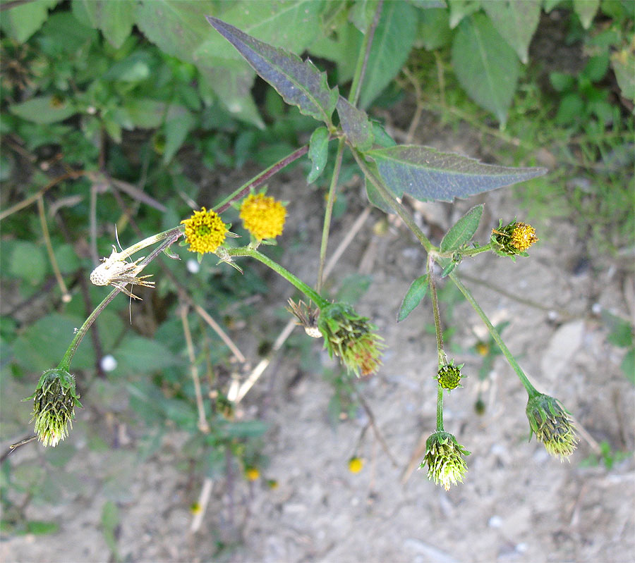 Image of Bidens pilosa specimen.