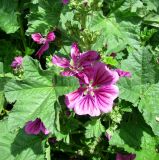 Malva mauritiana. Соцветие и листья. Швейцария, г. Женева, сквер у мавзолея герцога Брауншвейгского. 27.06.2012.