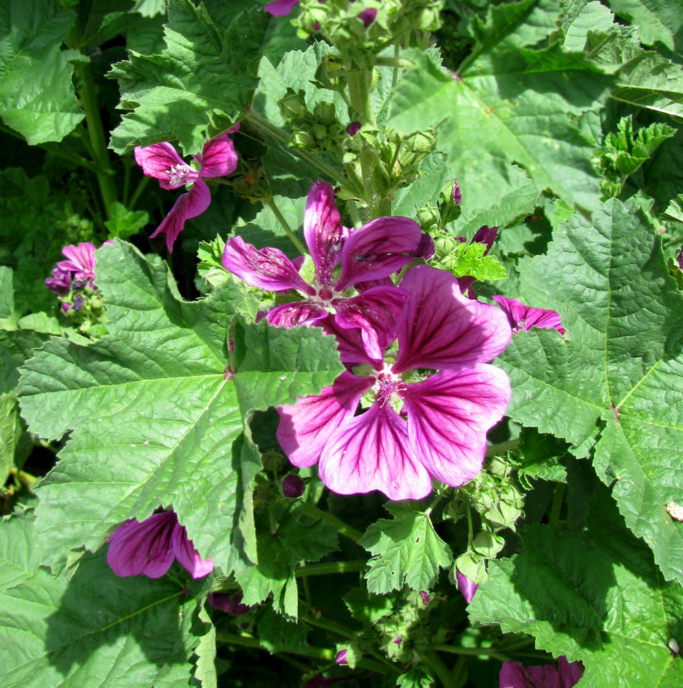 Image of Malva mauritiana specimen.