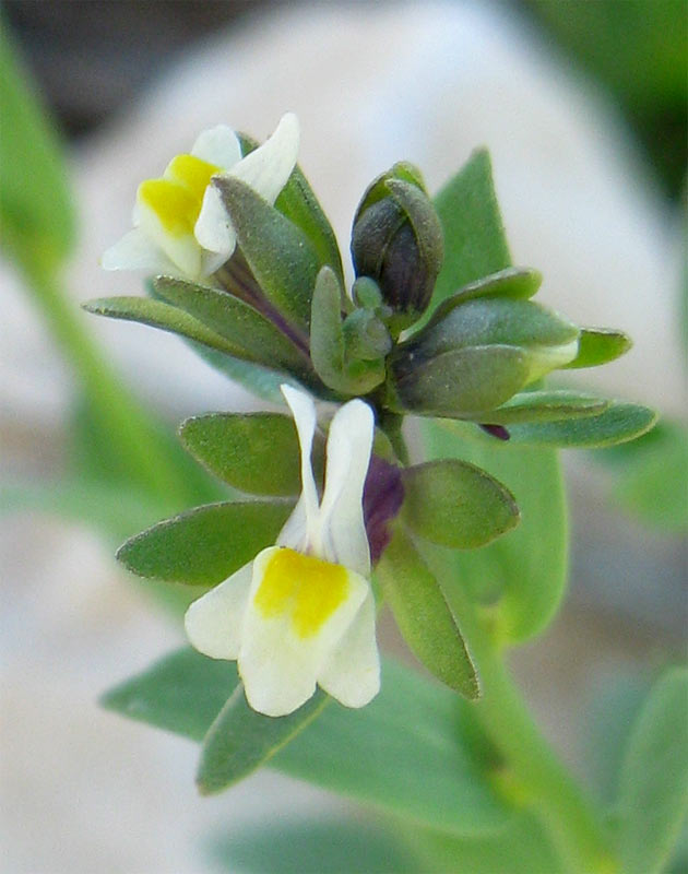 Изображение особи Linaria albifrons.