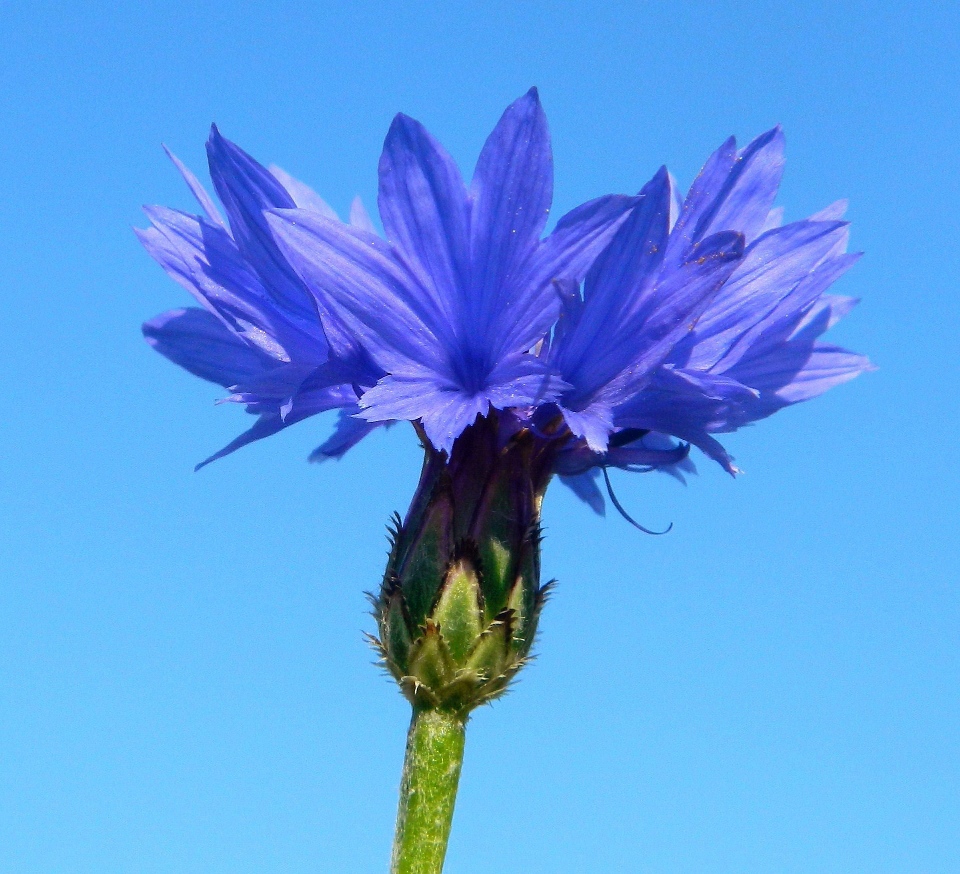 Изображение особи Centaurea cyanus.