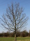 Fraxinus excelsior. Молодое дерево. Германия, г. Кемпен, в городском саду. 05.03.2013.
