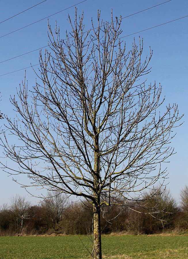 Image of Fraxinus excelsior specimen.