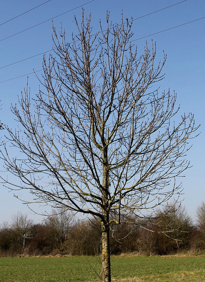 Клен без листьев. Fraxinus Excelsior diversifolia. Ясень обыкновенный Fraxinus Excelsior. Ясень обыкновенный диверсифолия. Ясень обыкновенный зима.