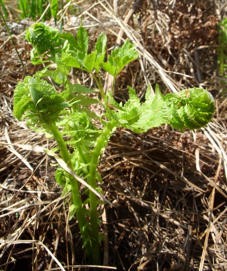 Image of Matteuccia struthiopteris specimen.