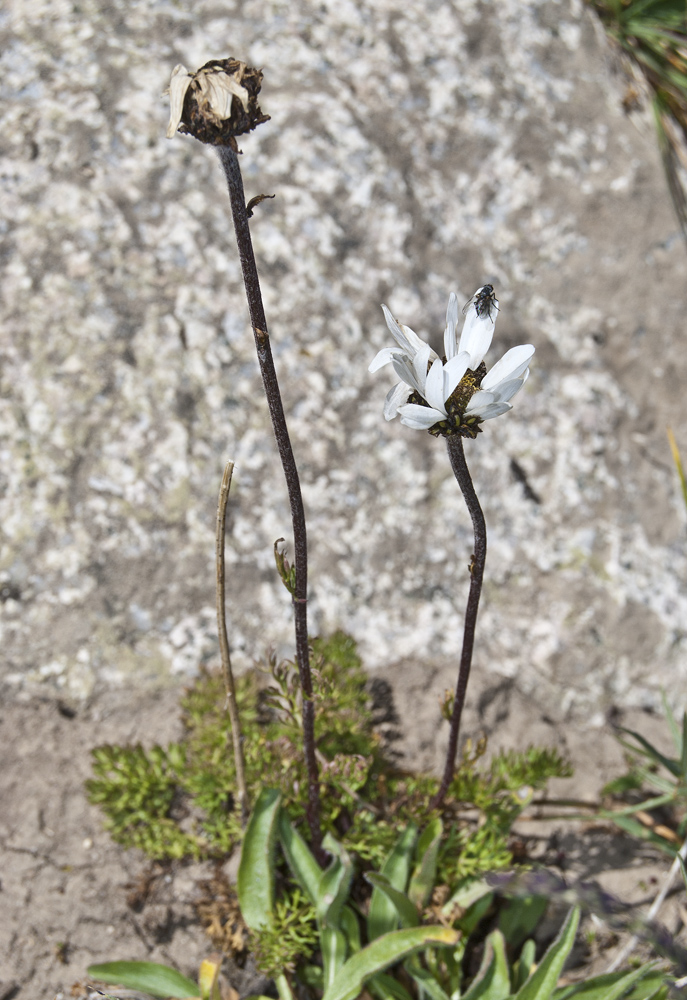 Image of Pyrethrum karelinii specimen.