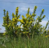 Chamaecytisus ruthenicus