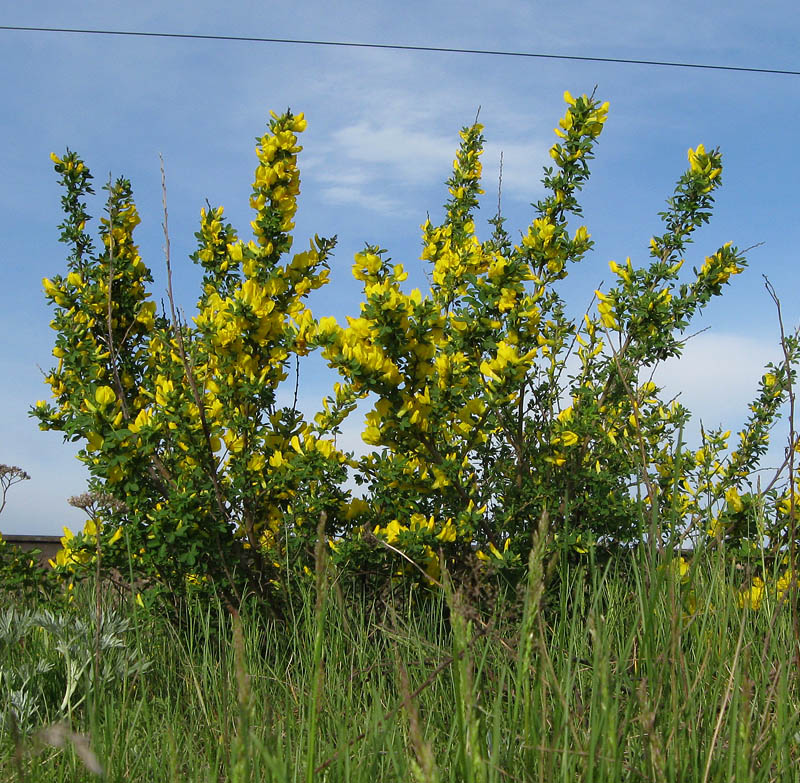 Изображение особи Chamaecytisus ruthenicus.