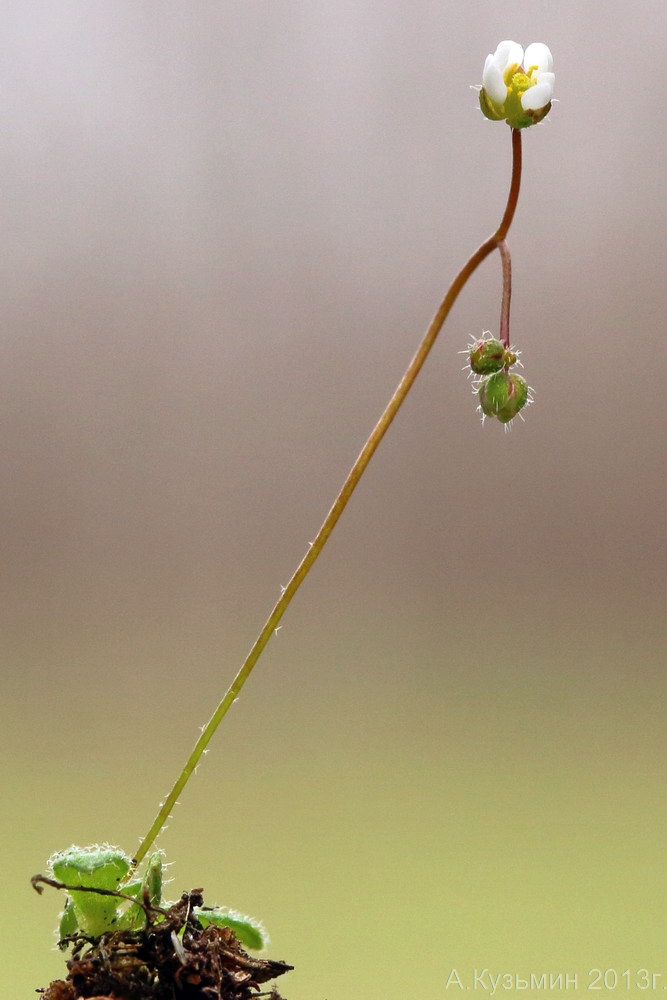 Image of Erophila verna specimen.