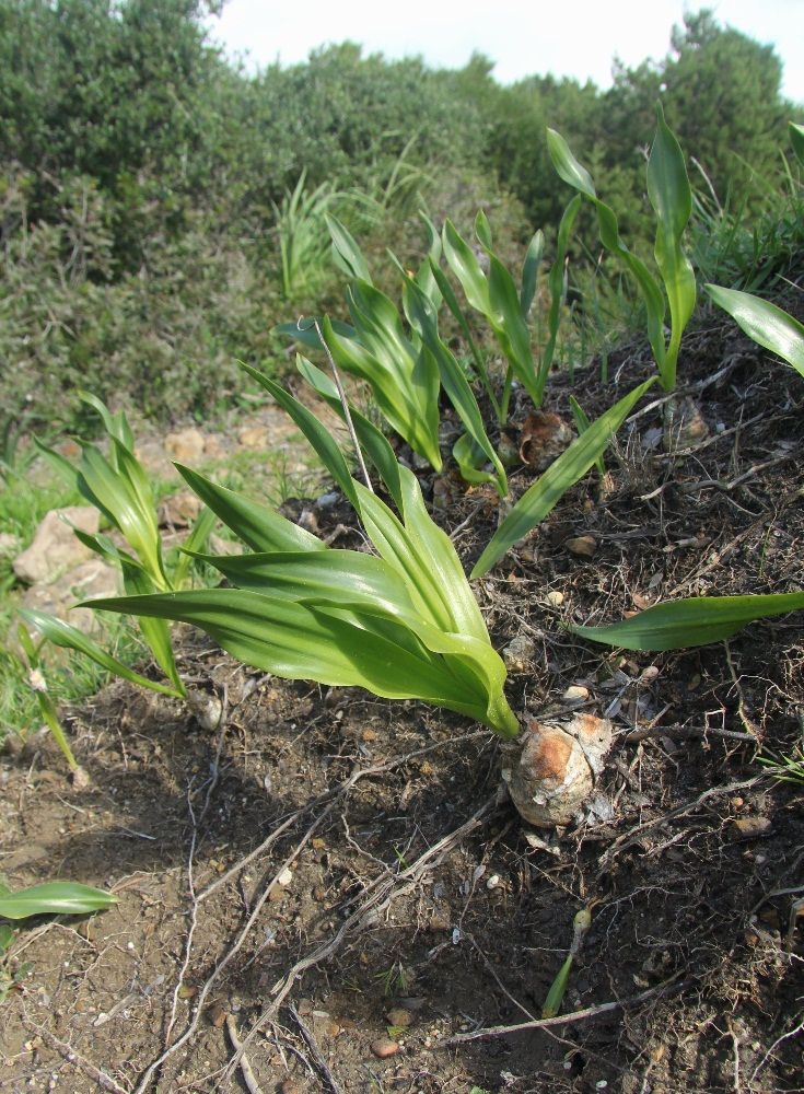 Изображение особи Scilla peruviana.