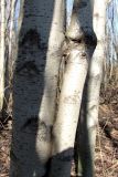 Alnus incana. Части стволов двух деревьев с местами срастания. Окр. Архангельска, окраина мелколиственного леса. 22.04.2013.