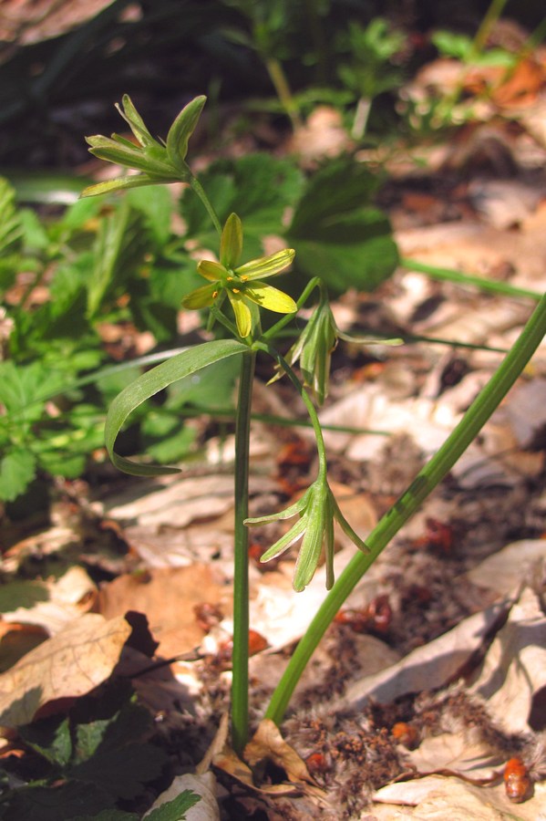 Image of Gagea lutea specimen.