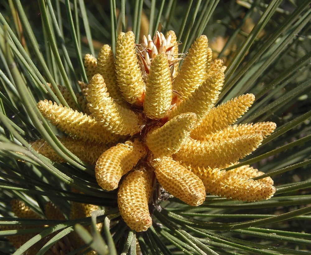 Image of Pinus pallasiana specimen.