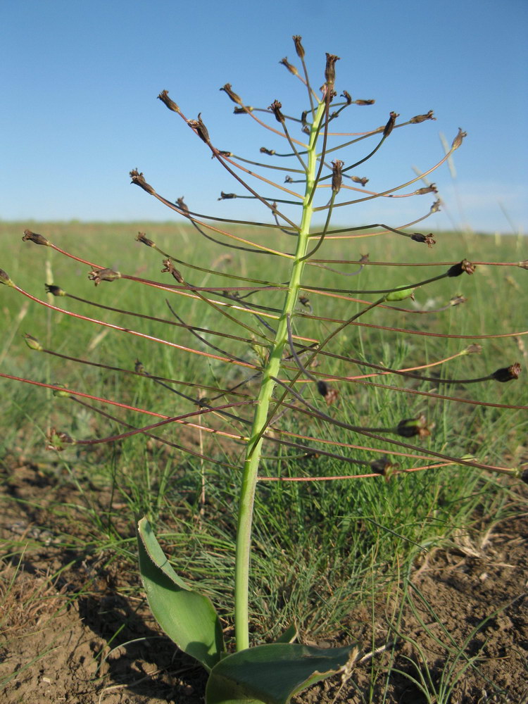 Image of Bellevalia sarmatica specimen.