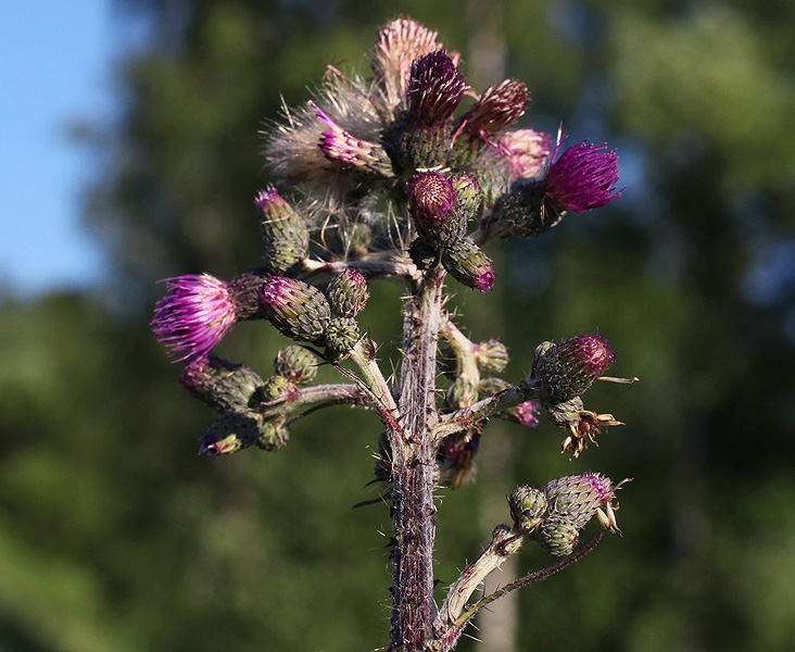 Изображение особи Cirsium palustre.