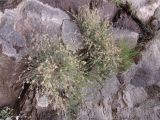 Crucianella gilanica