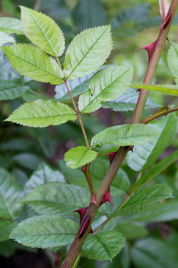 Изображение особи Rosa stylosa.