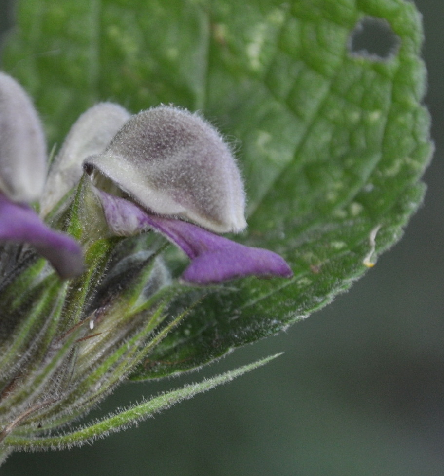 Изображение особи Phlomis samia.