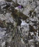Allium heldreichii
