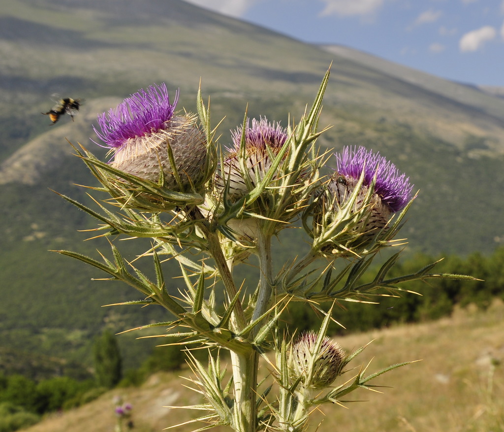 Изображение особи Cirsium eriophorum.