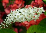 Lysimachia clethroides