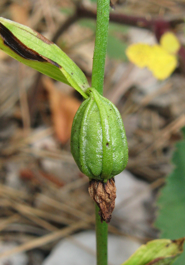 Изображение особи Epipactis persica.