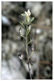 Image of taxon representative. Author is Вадим Прохоров