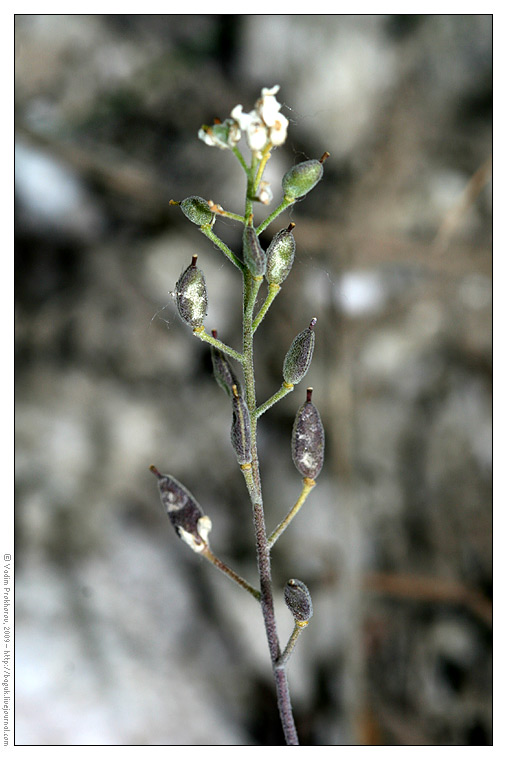 Изображение особи Schivereckia podolica.